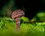 shock-headed-boletus-3722395__340