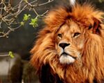 lion-3372720_960_720
