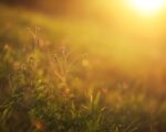 sunset-6645036_1280
